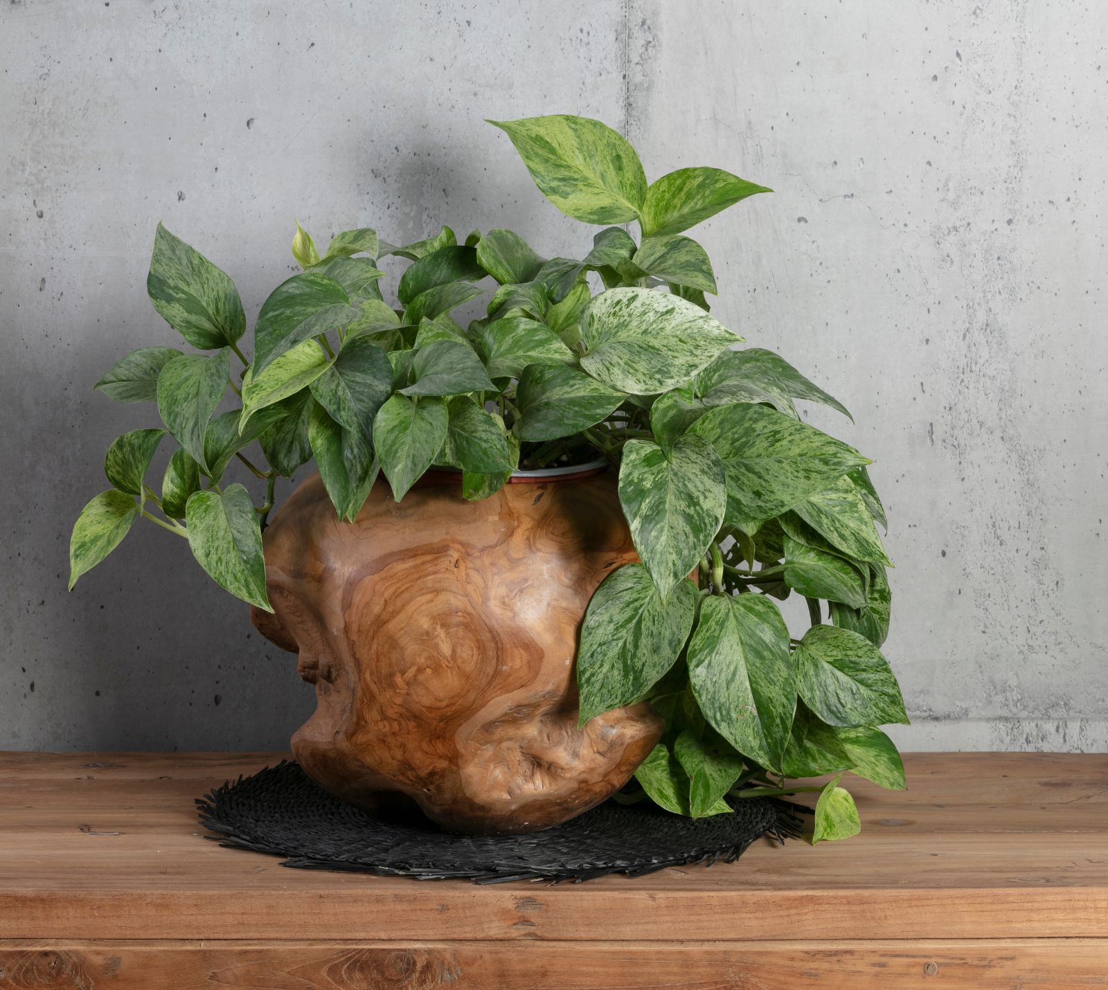 ואזה לצמחים ואזה לצמחים